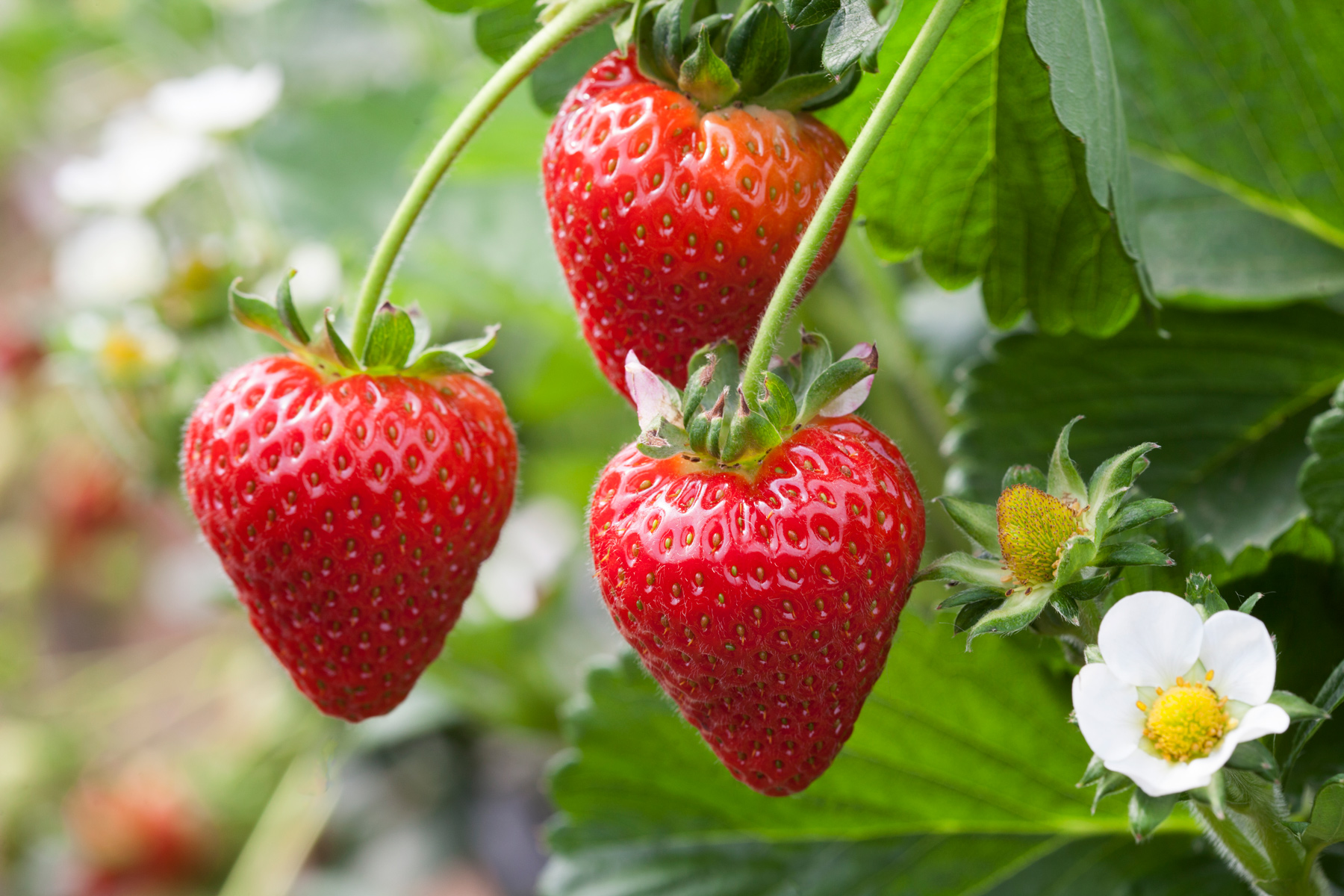 good-natured-berries-good-tasting-good-looking-good-natured-good