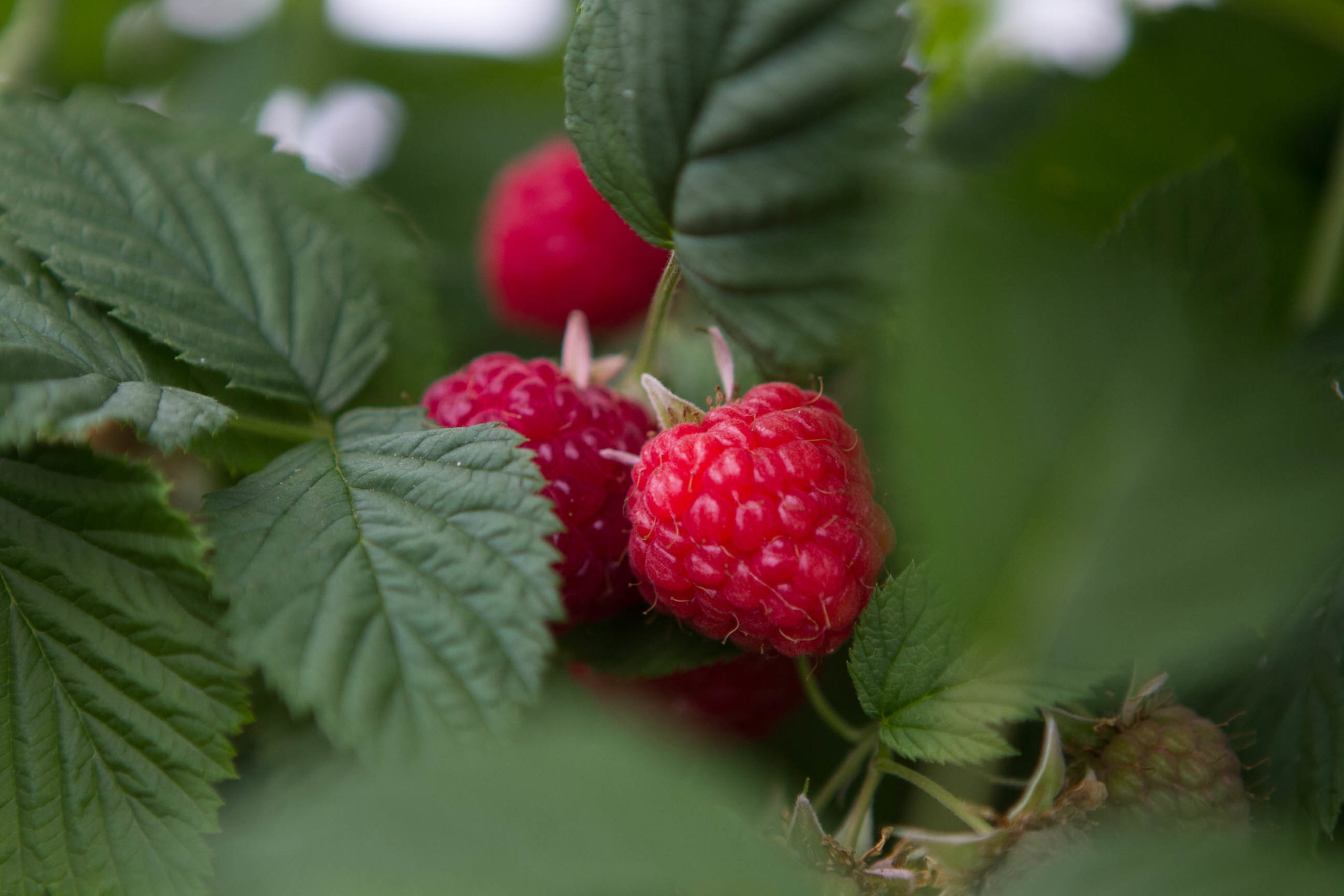 Good Natured Growing Good Natured Berries