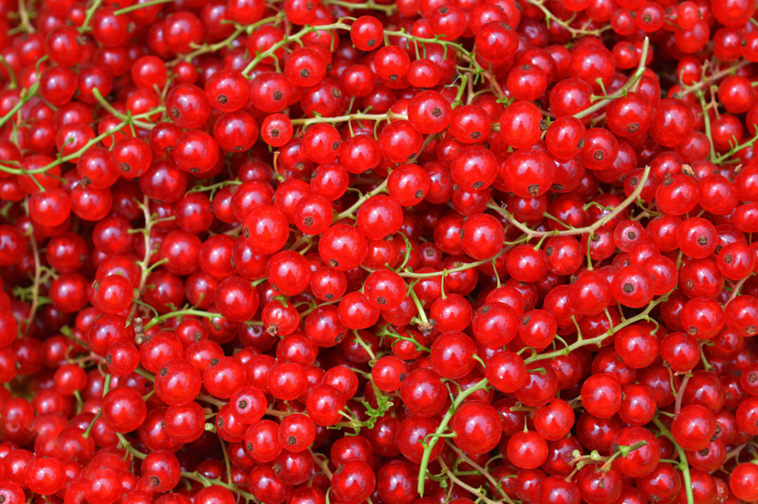 Redcurrants – Berries